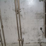 Production Facility Affected by Visible Mold Growth